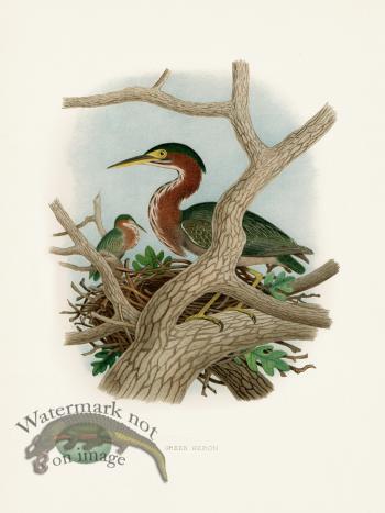 Thomas Gentry Bird 02